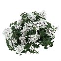 Bild von Geranium Hang P12 Balcon  Glacier White